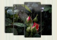 цветы под дождем
